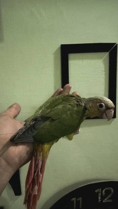 Conure chicks pineapple conure chicks