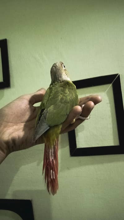 Conure chicks flytame pineapple conure chicks