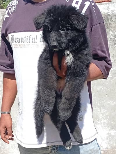 German Shepherd long coat. black shepherds.