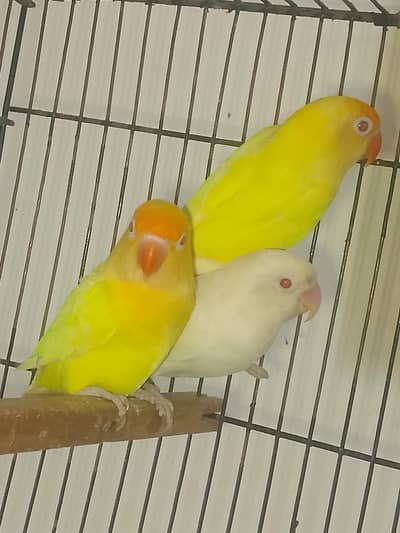 Love bird and Australian parrot pair for sale
