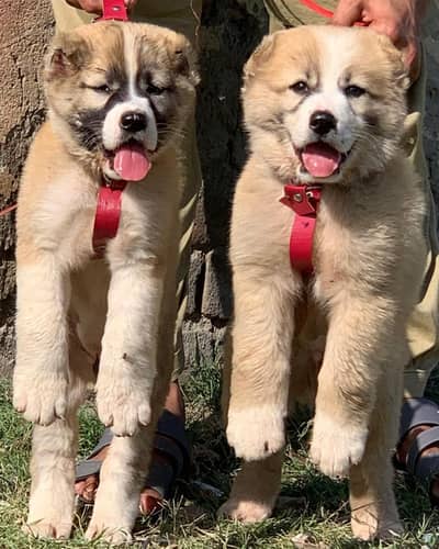 afghan kuhci pair  40000