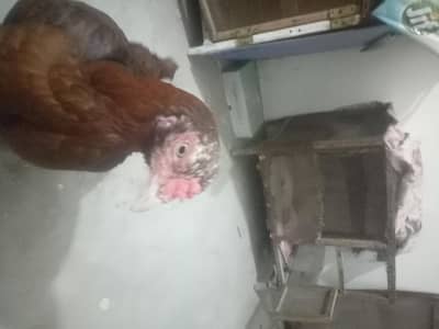 for sale aseel murgian