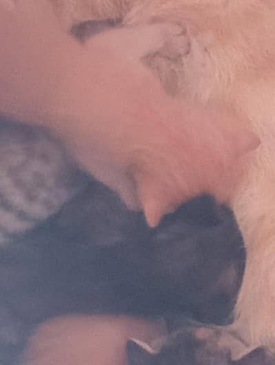 cat mother alon with 6 x kids