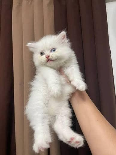 Adorable Persian Kittens Available in Hyderabad