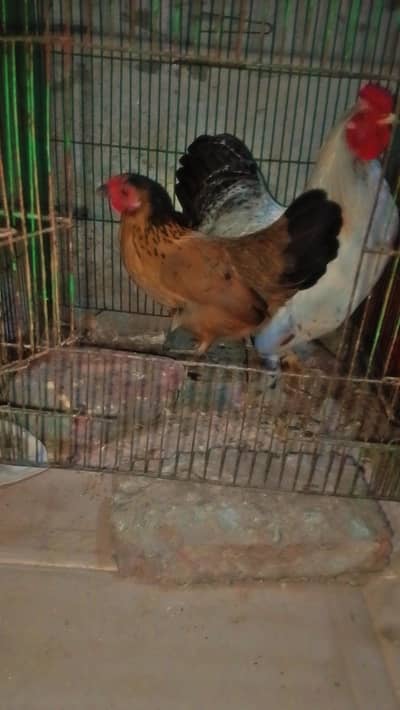 MashAllah Pure Bantam Pair Murgi Roz Andy dy rahi h