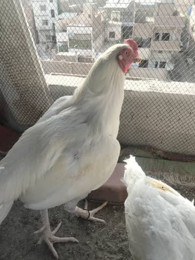 Heera Pure White Blood Line