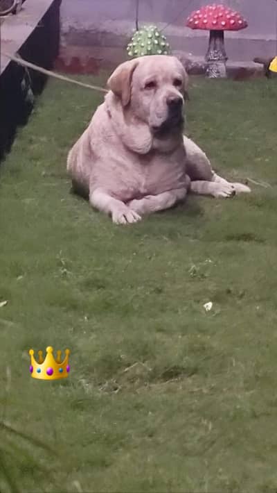 Extreme Quality Labrador Breeder Pair For Sale