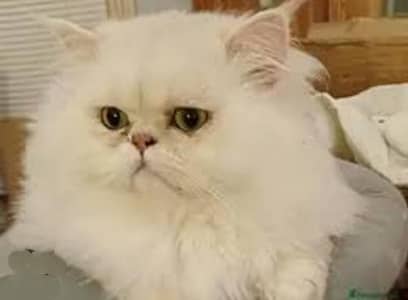 heavy coated punch face breeder male