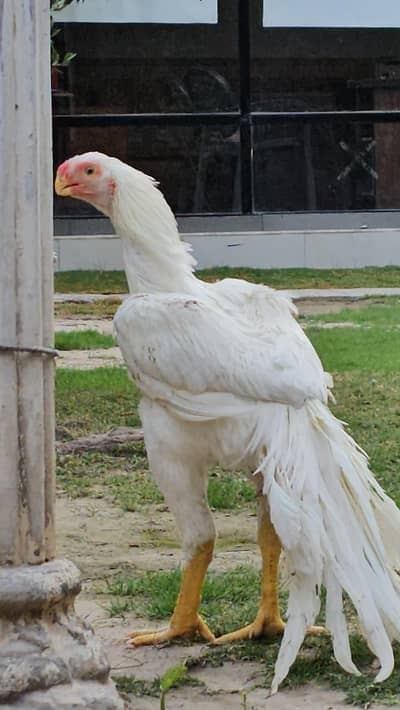 Indian Parrot beak Male | Tampered Tail | Imported Bloodline Tamilnado