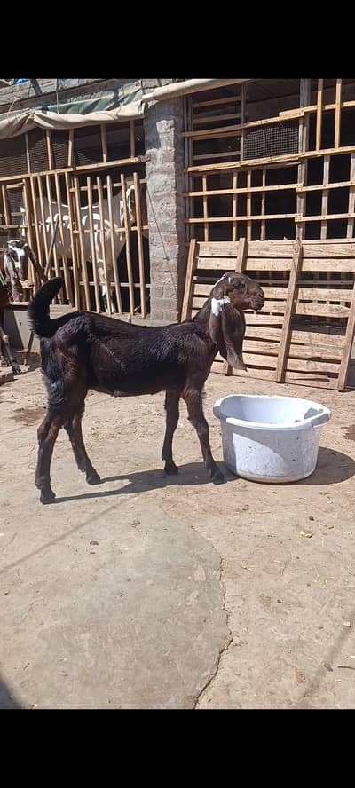 Bakri | Path | Beetal | Goat