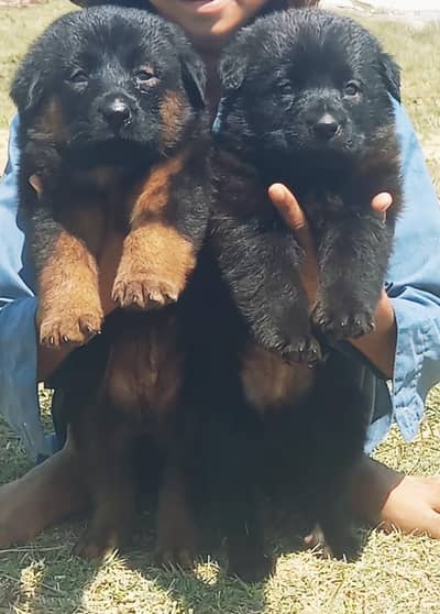 German Shepherd puppy for sale