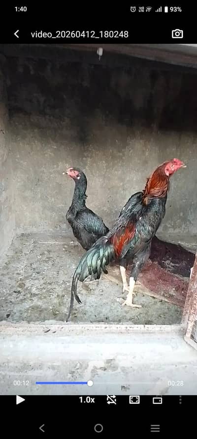 HIGH QUALITY JAPANESE+THAI PAIR FOR SALE AGE 6 MONTH