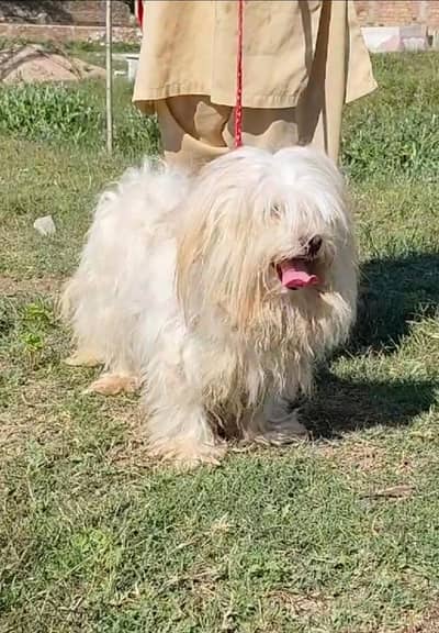 Shih Tzu female dog for sale /Show quality Shitzu Pupps female