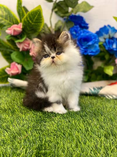 Persian Kittens | Piki peki| Triple Coated |Cfa blood| fluffy |cat