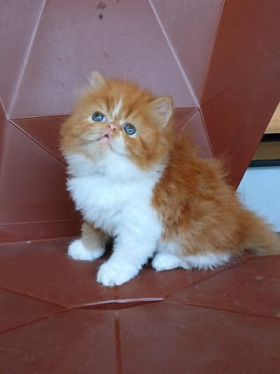 Persian Kittens | Piki peki| Triple Coated |Cfa blood| fluffy |cat