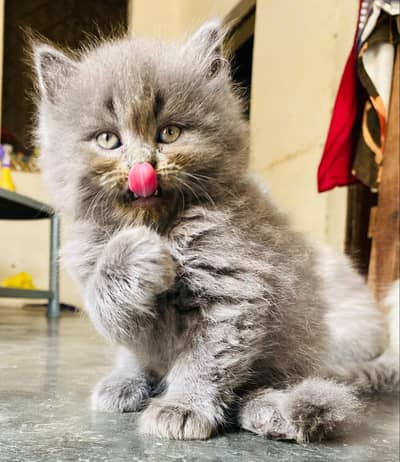 Persian cat and kitten punch face triple coated