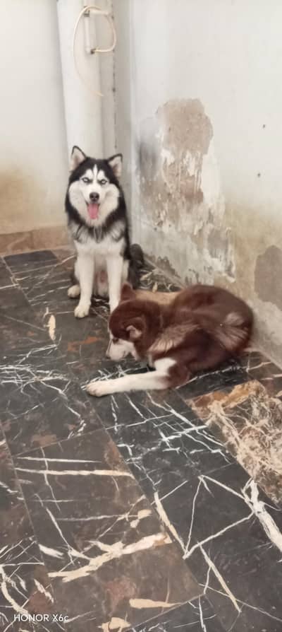 siberian husky pair male female for sale