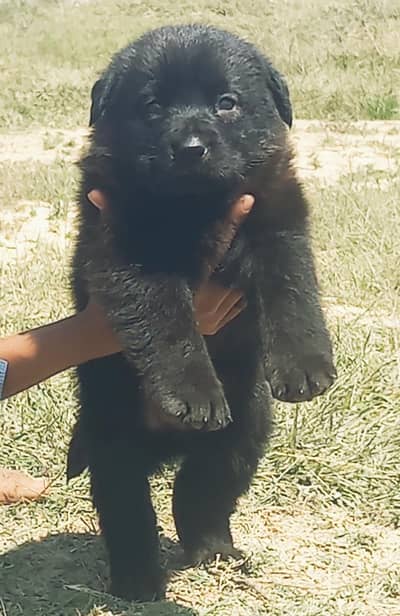 German Shepherd puppy for sale