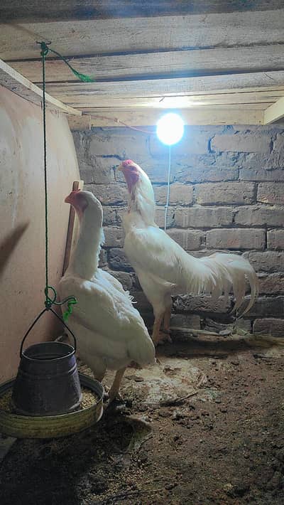 Qandhari Eggs And Chiks Available Breder NFS