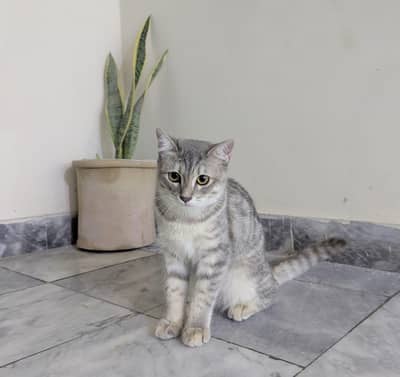 kitten available for adoption