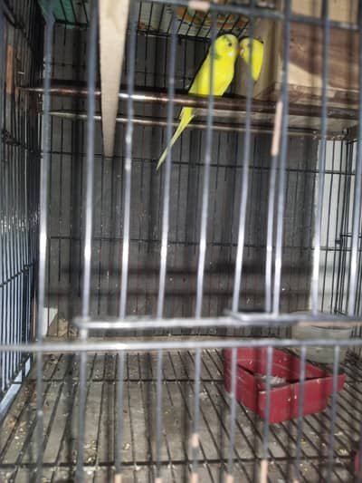Small budgies setup for sale