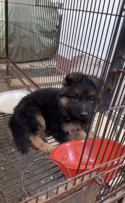 German shepherd long coat