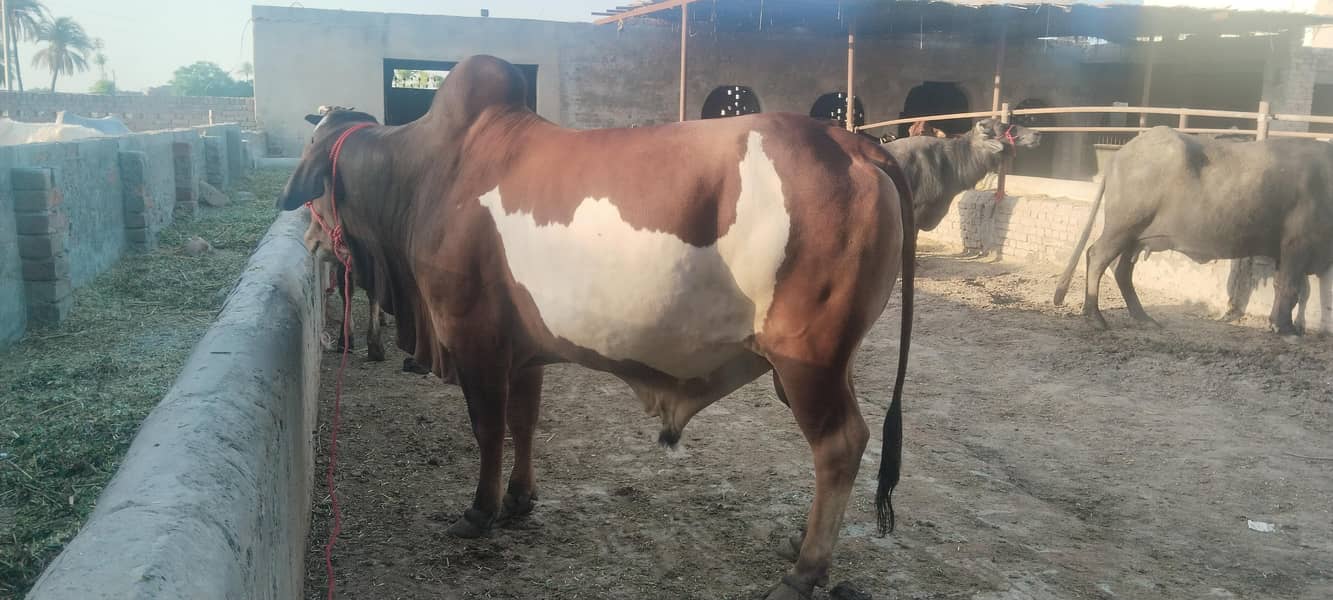 Bulls for sale for Qurbaani 2026 at very reasonable price 0