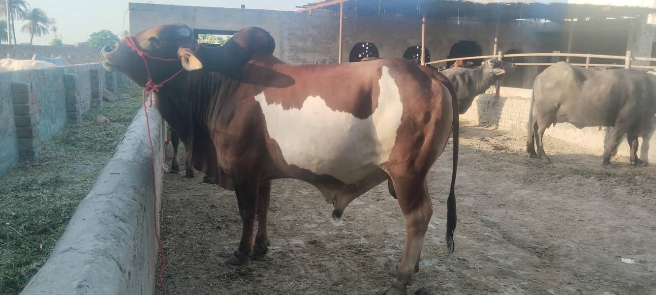 Bulls for sale for Qurbaani 2026 at very reasonable price 1