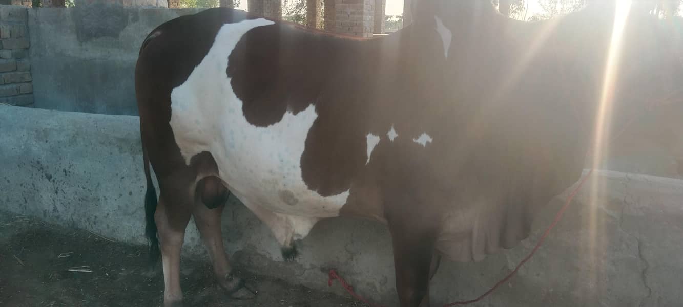 Bulls for sale for Qurbaani 2026 at very reasonable price 2