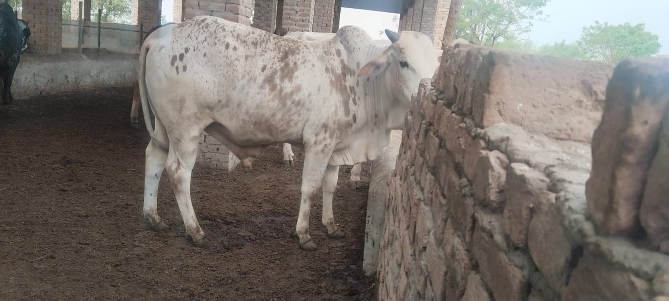 Bulls for sale for Qurbaani 2026 at very reasonable price 5