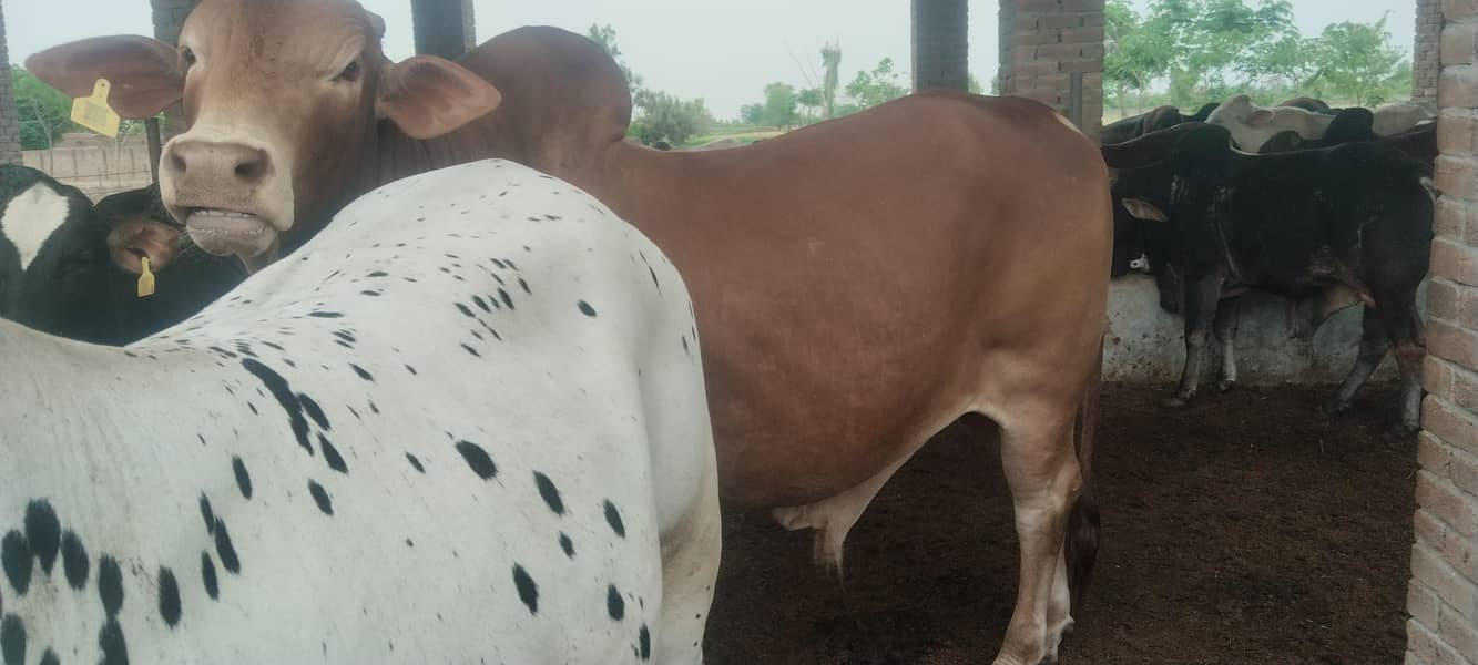 Bulls for sale for Qurbaani 2026 at very reasonable price 7