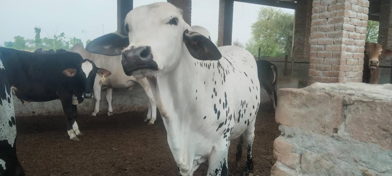 Bulls for sale for Qurbaani 2026 at very reasonable price 8