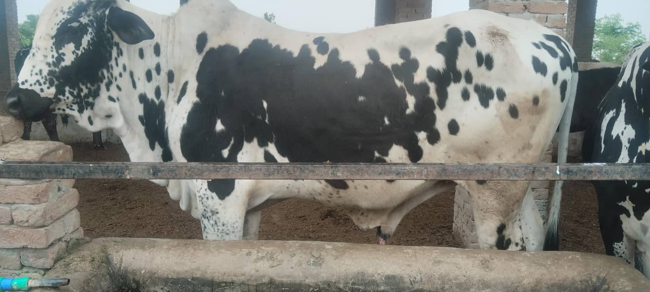 Bulls for sale for Qurbaani 2026 at very reasonable price 9