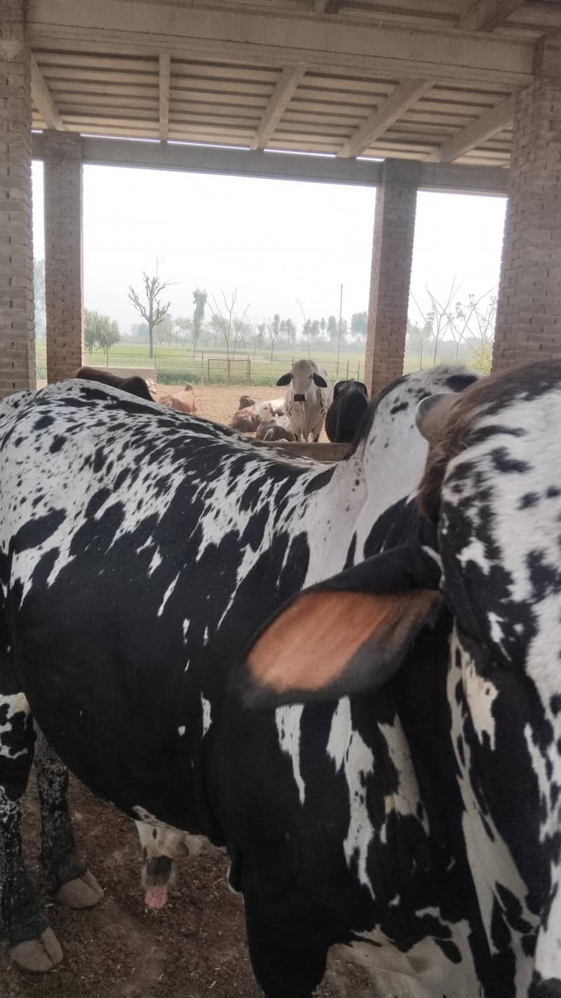 Bulls for sale for Qurbaani 2026 at very reasonable price 10