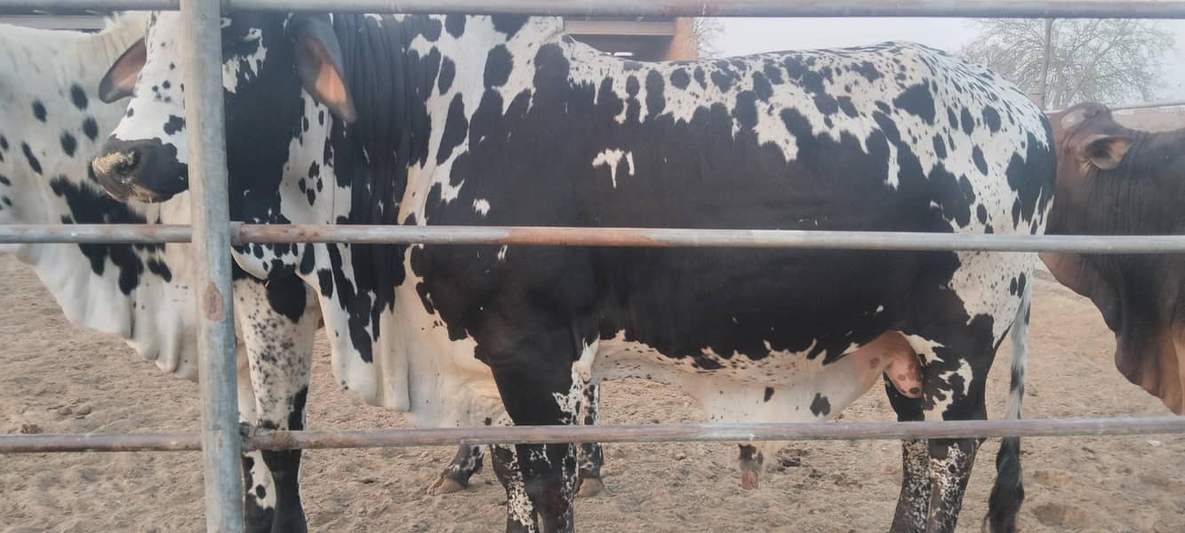 Bulls for sale for Qurbaani 2026 at very reasonable price 12