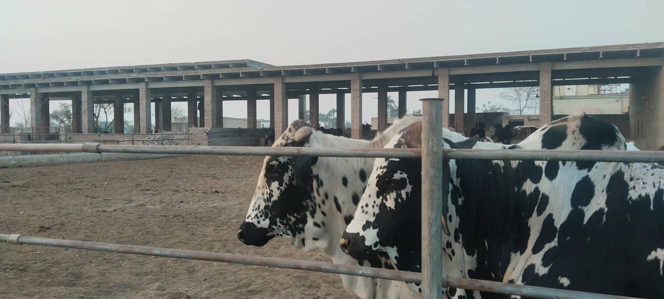 Bulls for sale for Qurbaani 2026 at very reasonable price 13