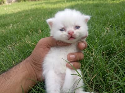 Healthy Persian Mix Kitten – Fluffy & Cute