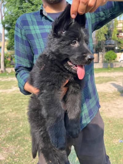 Pink pedigree Black gsd puppies