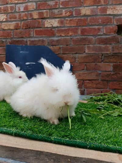 English angora rabbits
