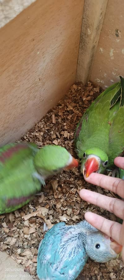 Kashmiri raw parrot chicks