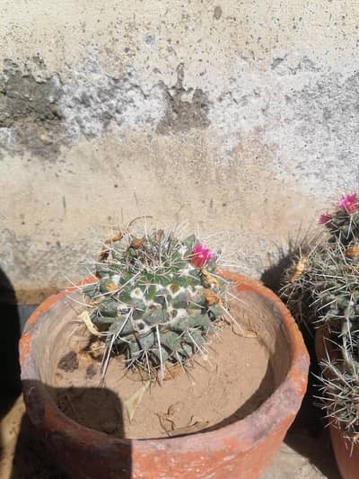 BEAUTIFUL CACTUS FOR SALE