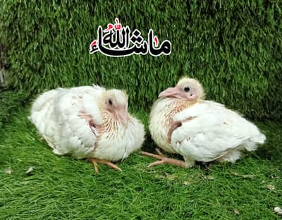 Qasid white Hommer Chick's  Pair For Sale