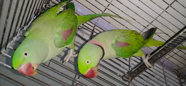 Full Handtame And Taking Pair 0 Bite Granty