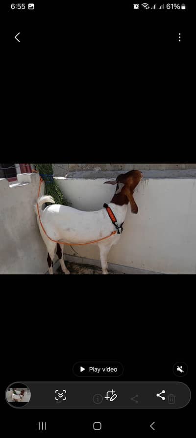 khasi Bakra beautiful