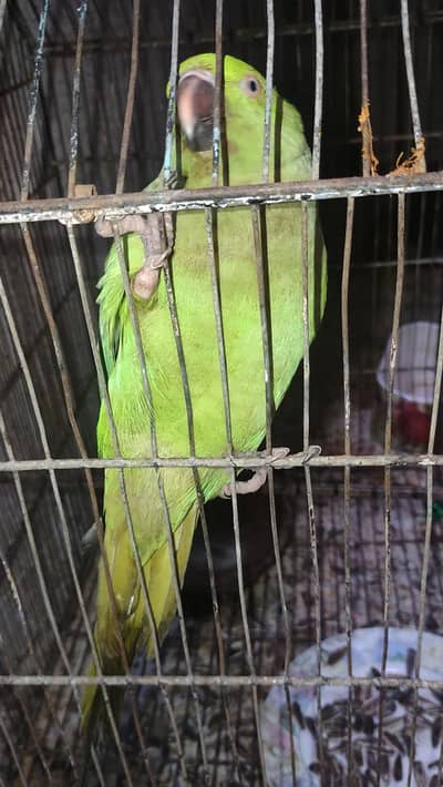 Healthy and Active Female Raw/Desi Parakeet (8 Years Home Raised)