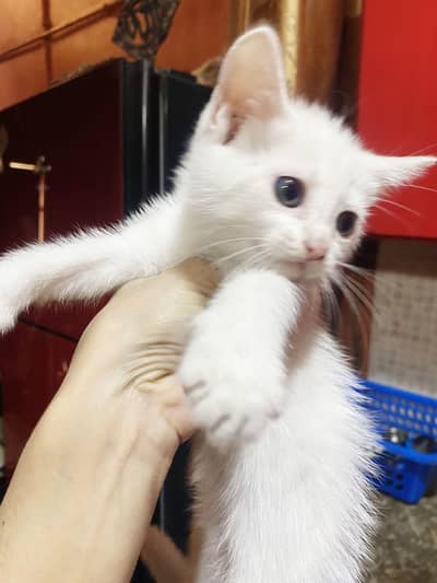 persion Kittens pair available