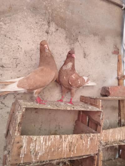 Brider pair lal dori wali ankh hai