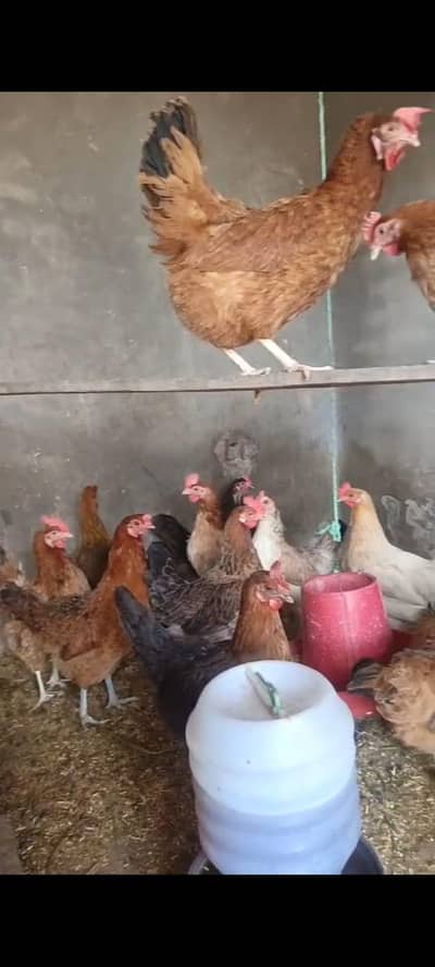 Desi Hens