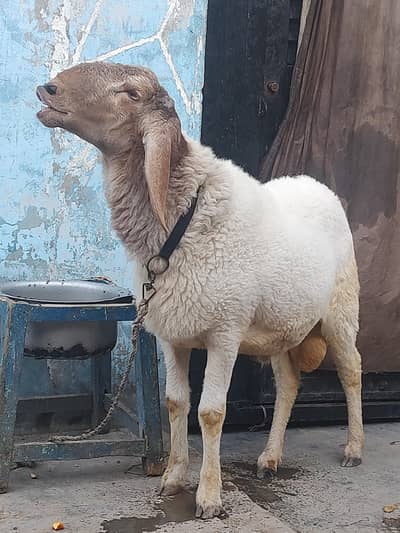 2 daat hin  ak sall ka hin