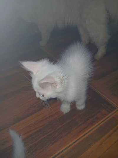 Persion cat total 3 kitties hn